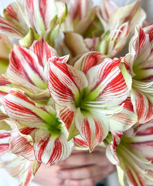 Candy Cane Lane (5 stems, 10+ blooms)