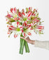 Candy Cane Lane (5 stems, 10+ blooms)
