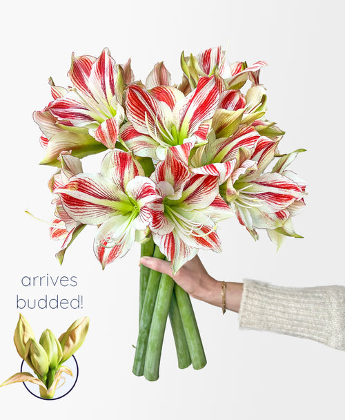Candy Cane Amaryllis (5 stems, 10+ blooms)