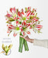 Candy Cane Amaryllis (5 stems, 10+ blooms)
