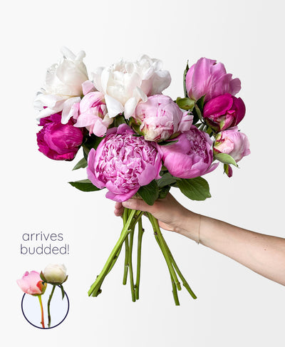 Cherry On Top Peonies (10 Stems)