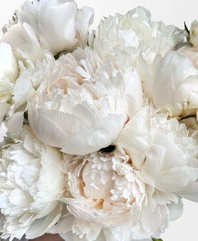 Ivory Lace Peonies (10 Stems)