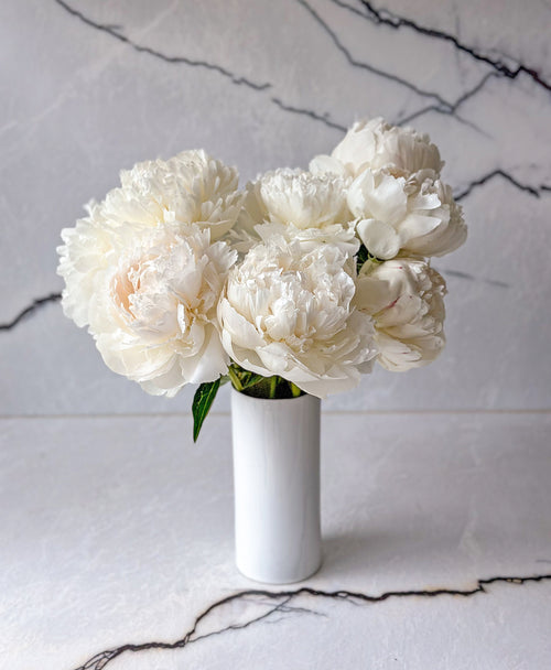 Ivory Lace Peonies (10 Stems)