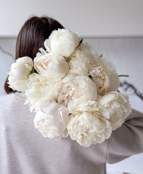 Ivory Lace Peonies (10 Stems)