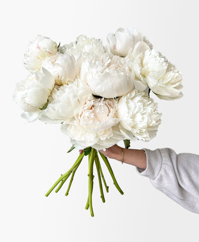 Ivory Lace Peonies (10 Stems)