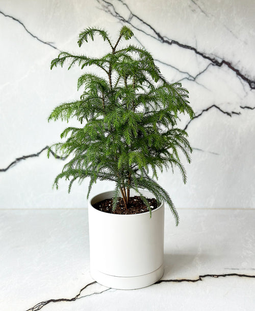 Norfolk Pine Tree (White pot, with drainage tray)