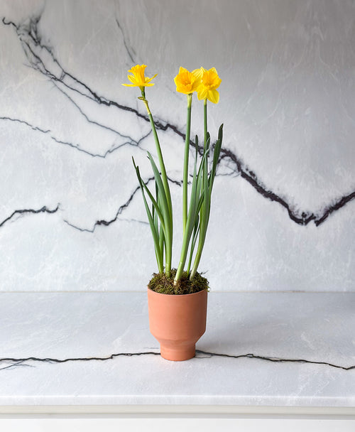 Laughy Daffy (potted daffodil bulbs)