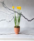 Laughy Daffy (potted daffodil bulbs)