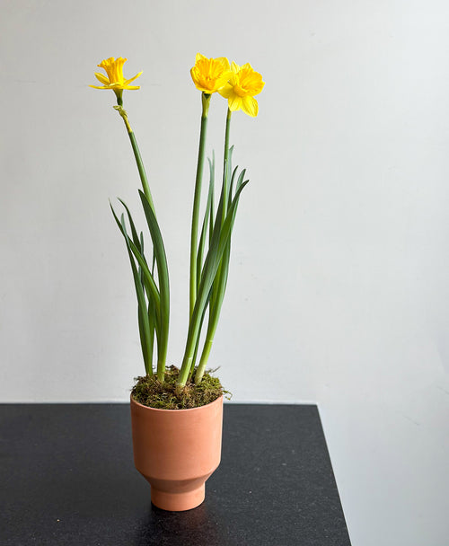 Laughy Daffy (potted daffodil bulbs)