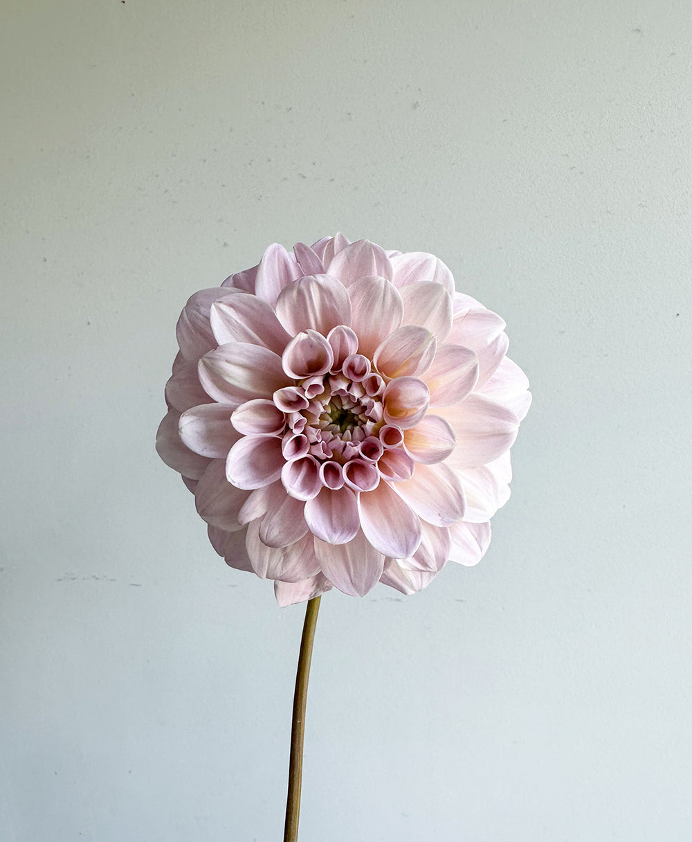 Send Dahlias Toronto's best flowers delivery near me