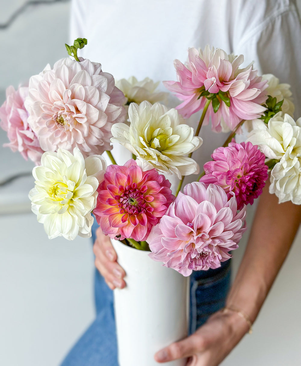 Send Dahlias Toronto's best flowers delivery near me