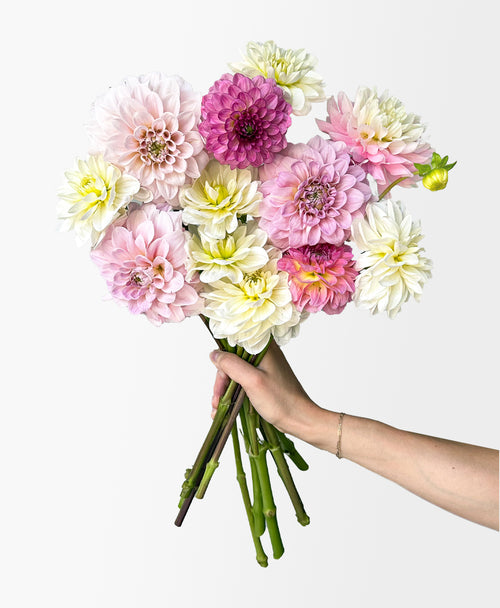 Dahzzling Dahlias (12 stems)