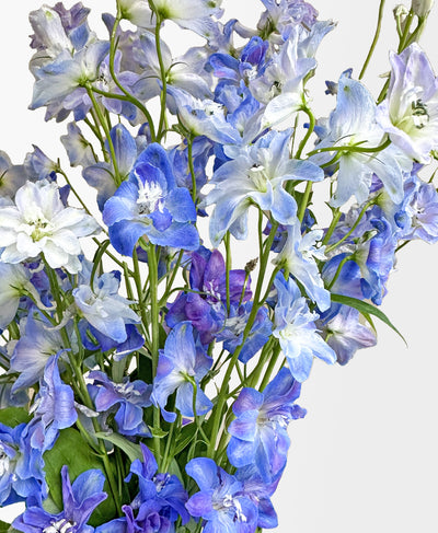 Blue Wave Delphinium (Arrives in vase)