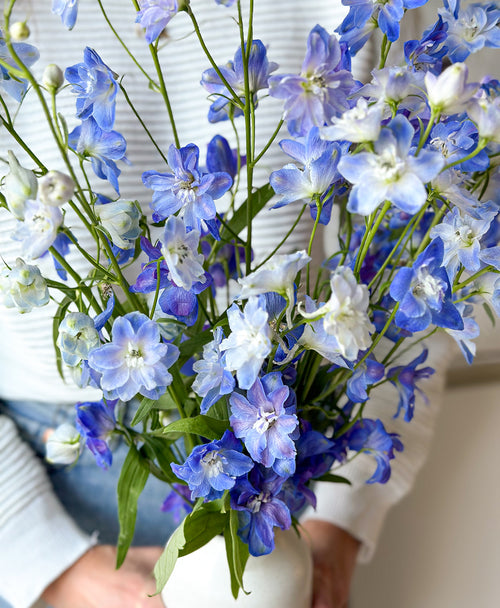 Blue Wave Delphinium (Arrives in vase)