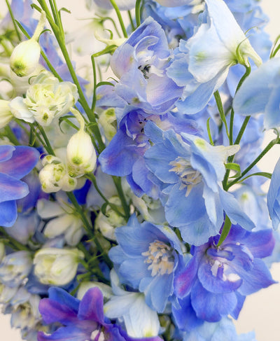 Blue Crush (Arrives in vase)