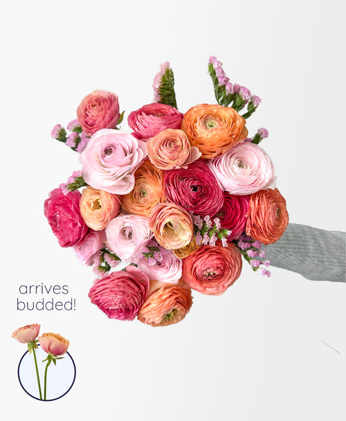 Desert Sunrise Ranunculus (18+ stems)