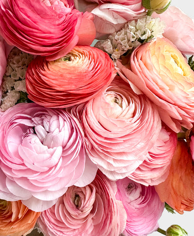 Desert Sunrise Ranunculus (18+ stems)