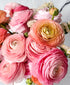 Desert Sunrise Ranunculus (18+ stems)