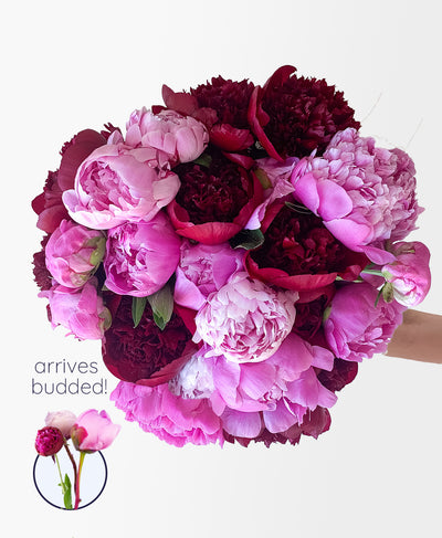 DOUBLE Peo-need 'em! (24 Stems)