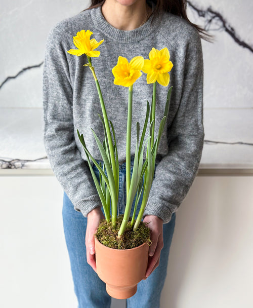 Laughy Daffy (potted daffodil bulbs)