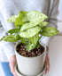 Butterfly Nephthytis (light grey planter, with drainage)