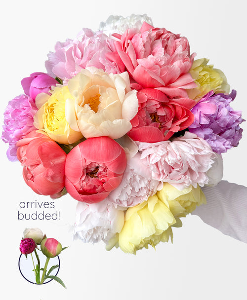 Double Farmer’s Peony Mix (20 Stems)