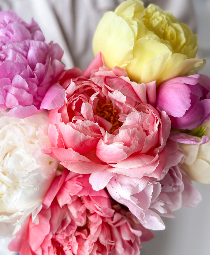 Peonies