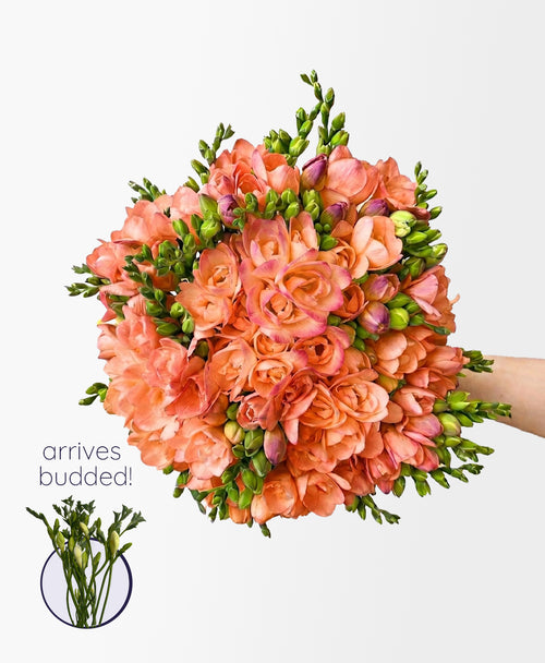Apricot Pink Freesia (50 stems, 100+ blooms)