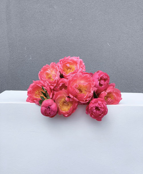 Coral Chameleon Peonies (10 stems)