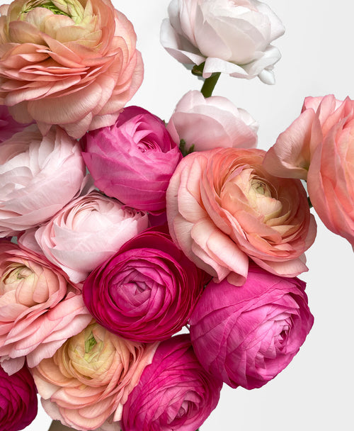 Starburst Ranunculus (22 stems)