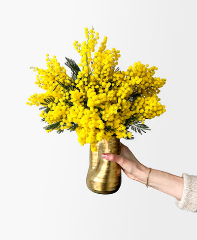 Mimosa (in gold vase)