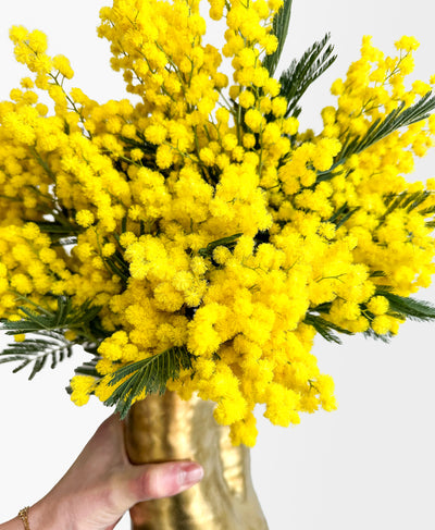 Mimosa (in gold vase)