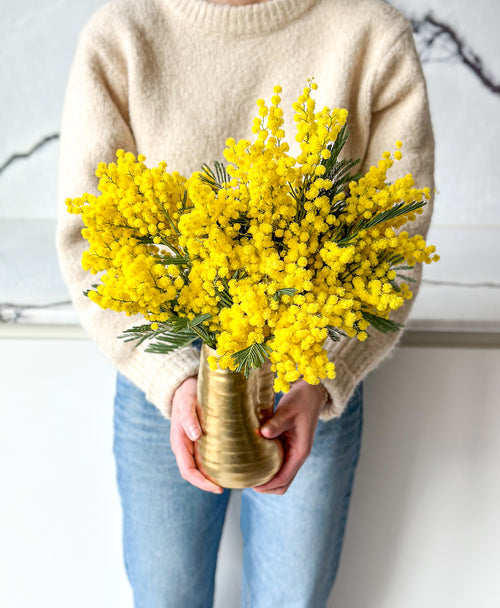 Mimosa (in gold vase)