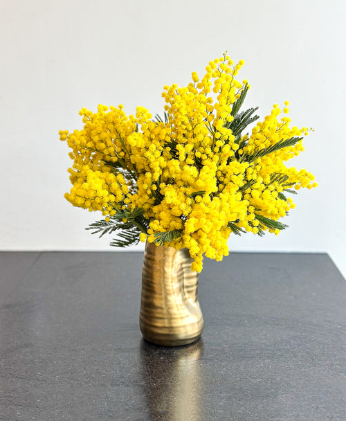 Mimosa (in gold vase)