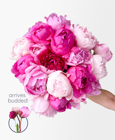 Double Pink Peony Mix (20 Stems)