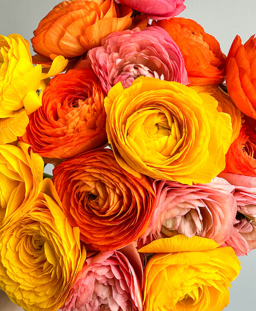 Orange You Glad Ranunculus (18 stems)