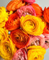 Orange You Glad Ranunculus (18 stems)
