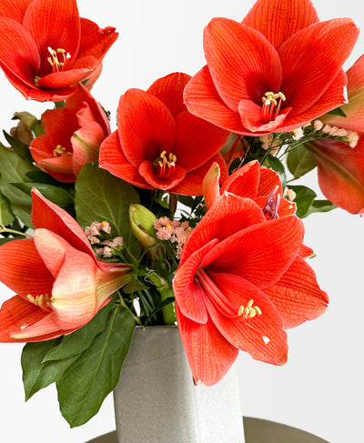 Eternal Flame Amaryllis (Arrives in vase)