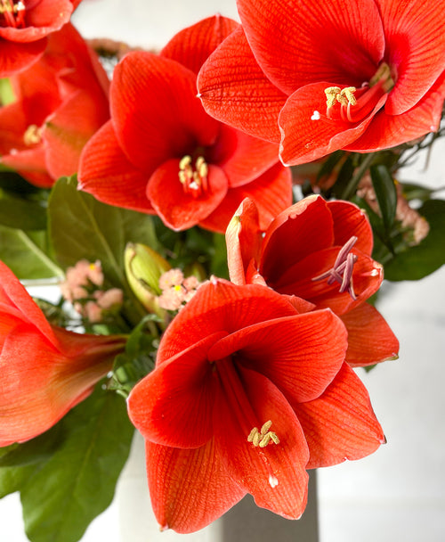 Eternal Flame Amaryllis (Arrives in vase)