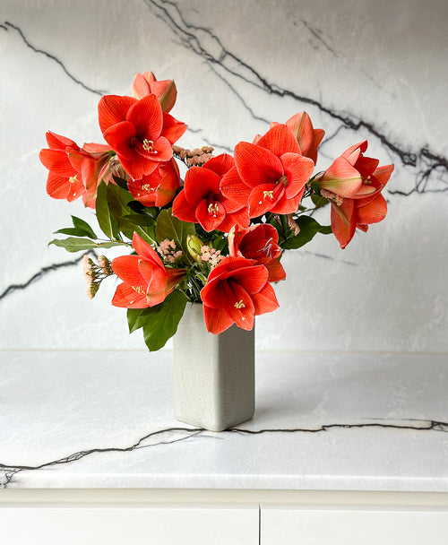 Eternal Flame Amaryllis (Arrives in vase)