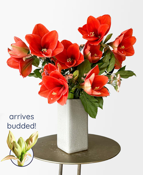 Eternal Flame Amaryllis (Arrives in vase)