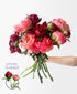 Summer Sangria Peonies (10 Stems)