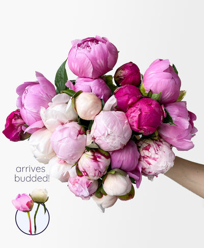 Double Cherry On Top Peonies (20 Stems)