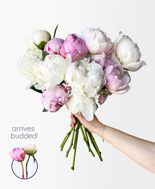 Ice Cream Dream Peonies (10 Stems)