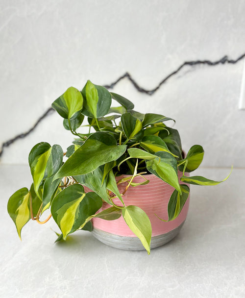 sweetheart pothos Variegated Sweetheart Vine
