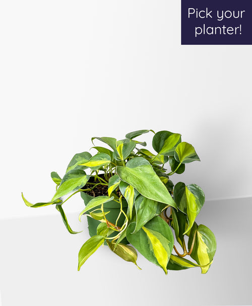 philodendron sweetheart vine Variegated Sweetheart Vine