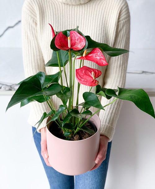 Ruby Red Anthurium