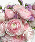 Bubble Gum Ranunculus (18+ stems)