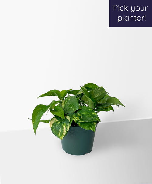 Golden Pothos