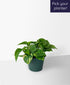 Golden Pothos